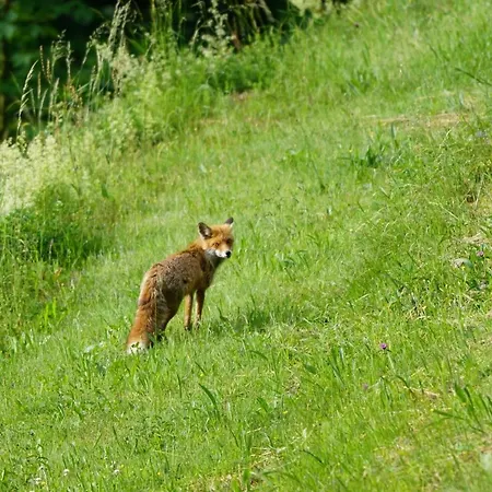 Haus Wiesenruhe * 제바흐